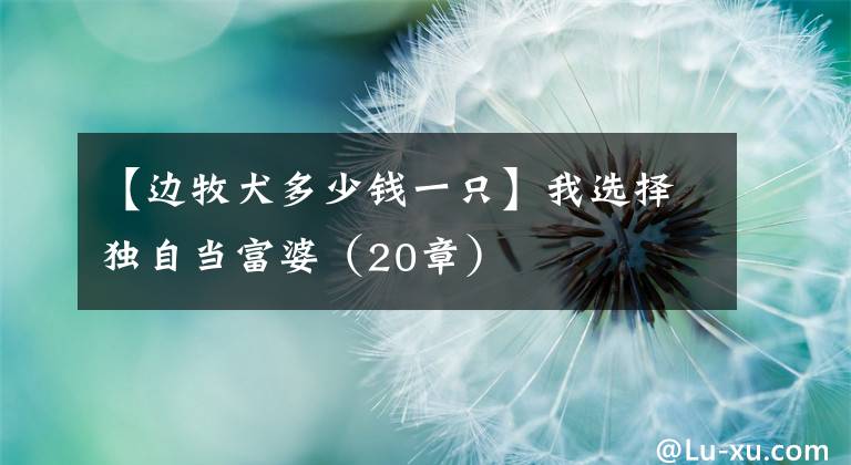 【边牧犬多少钱一只】我选择独自当富婆(20章)