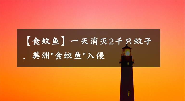 【食蚊鱼】一天消灭2千只蚊子,美洲"食蚊鱼"入侵中国,到底是好是坏?