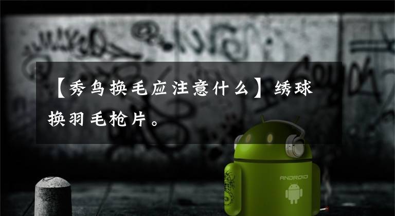 【秀鸟换毛应注意什么】绣球换羽毛枪片。