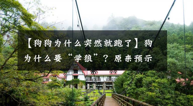 【狗狗为什么突然就跑了】狗为什么要“学狼”？原来预示着这几件事