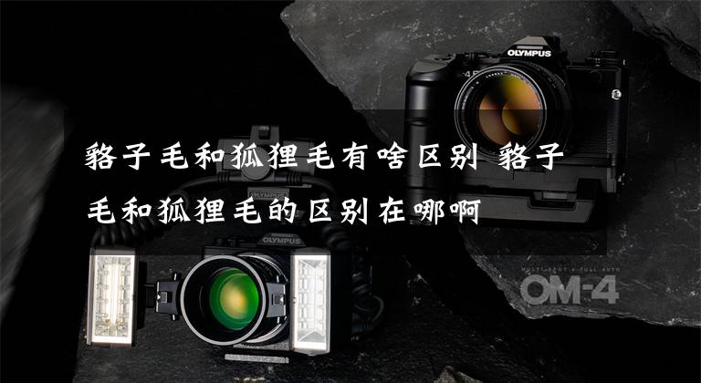 貉子毛和狐狸毛有啥区别 貉子毛和狐狸毛的区别在哪啊