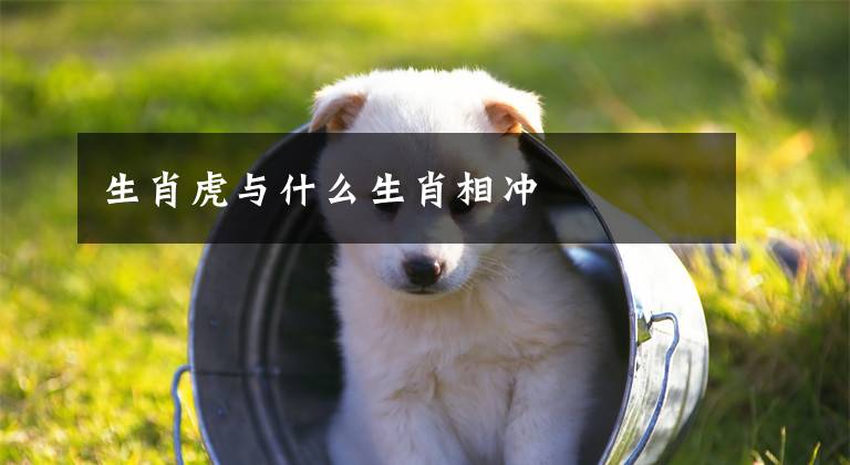 生肖虎与什么生肖相冲