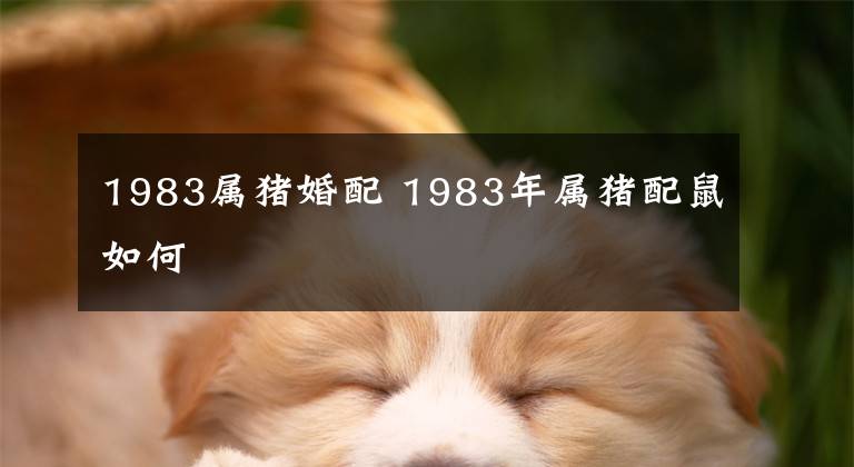 1983属猪婚配 1983年属猪配鼠如何
