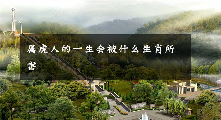 属虎人的一生会被什么生肖所害