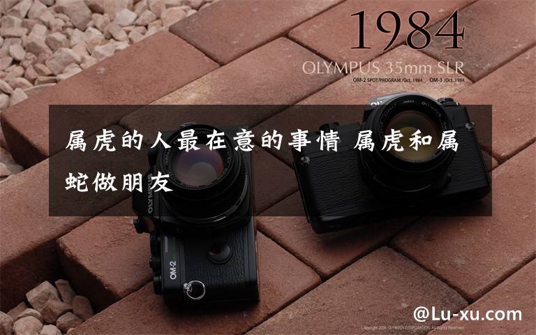 属虎的人最在意的事情 属虎和属蛇做朋友