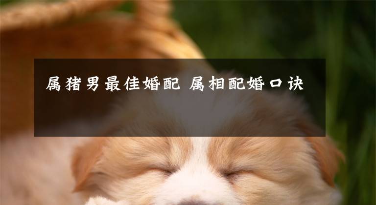 属猪男最佳婚配 属相配婚口诀