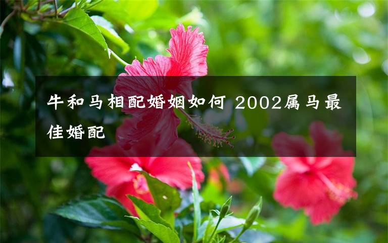 牛和马相配婚姻如何 2002属马最佳婚配