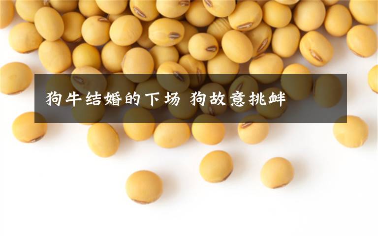 狗牛结婚的下场 狗故意挑衅