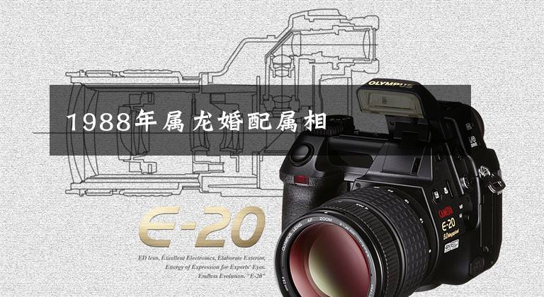 1988年属龙婚配属相