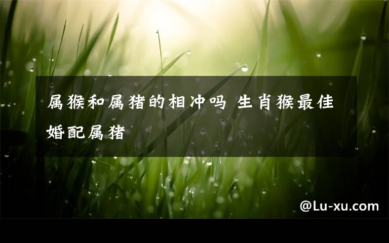 属猴和属猪的相冲吗 生肖猴最佳婚配属猪