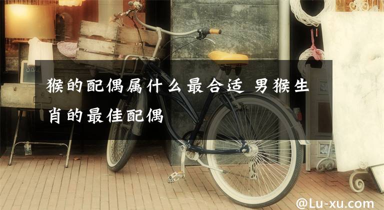 猴的配偶属什么最合适 男猴生肖的最佳配偶