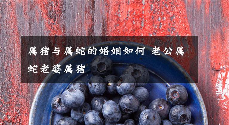 属猪与属蛇的婚姻如何 老公属蛇老婆属猪