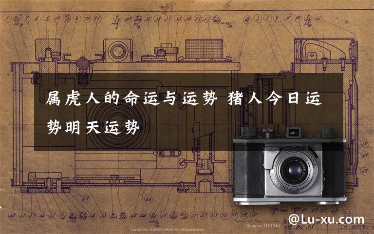 属虎人的命运与运势 猪人今日运势明天运势