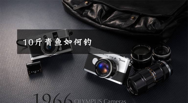 10斤青鱼如何钓