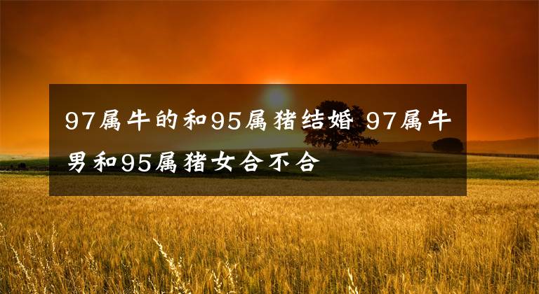 97属牛的和95属猪结婚 97属牛男和95属猪女合不合
