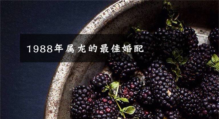 1988年属龙的最佳婚配