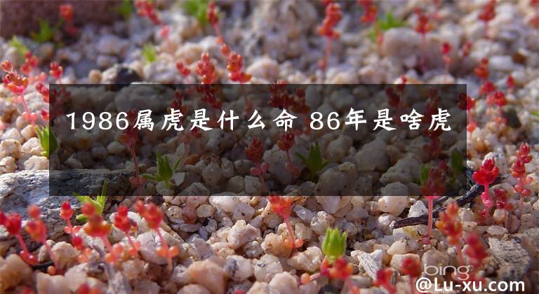 1986属虎是什么命 86年是啥虎