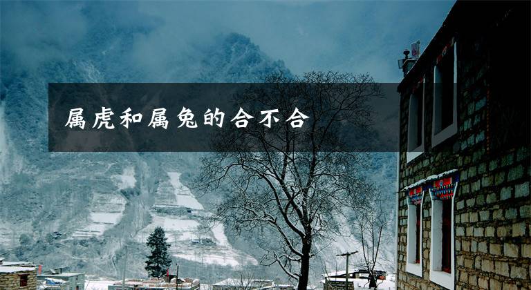属虎和属兔的合不合