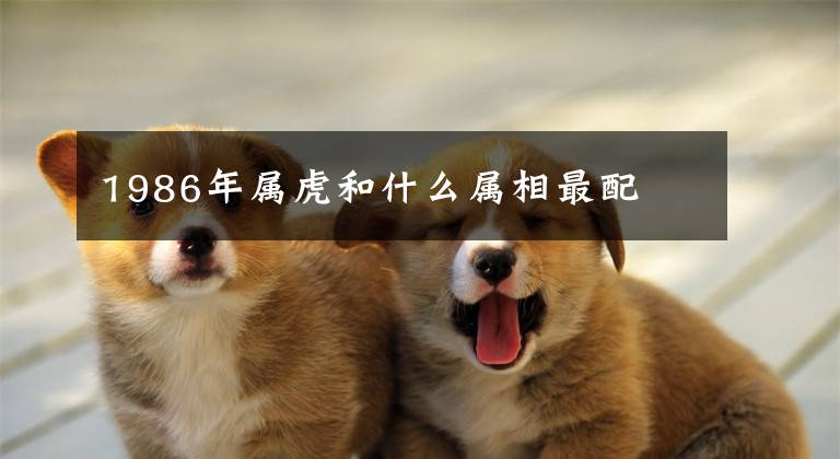 1986年属虎和什么属相最配