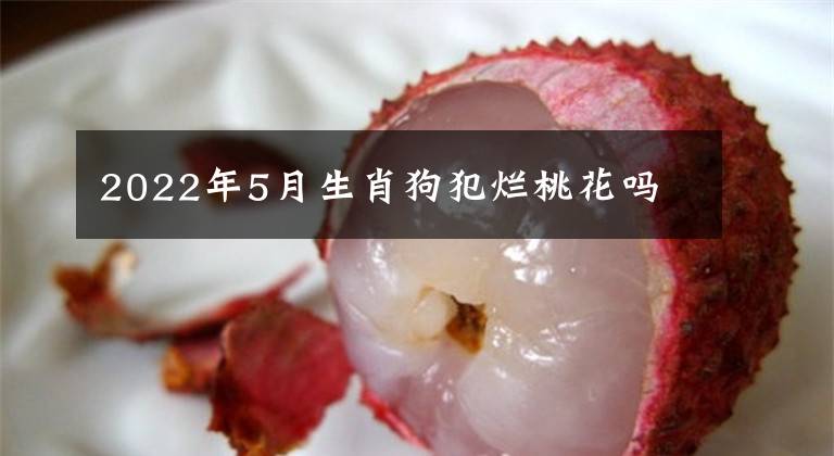 2022年5月生肖狗犯烂桃花吗