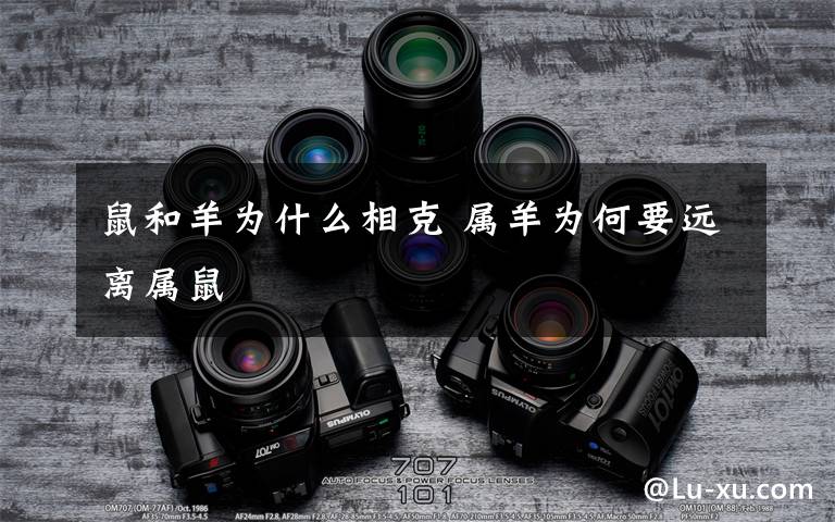 鼠和羊为什么相克 属羊为何要远离属鼠