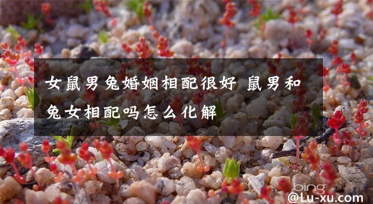 女鼠男兔婚姻相配很好 鼠男和兔女相配吗怎么化解