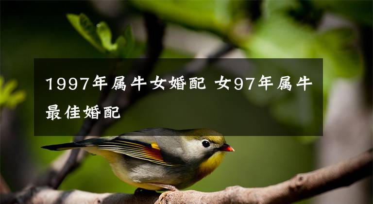 1997年属牛女婚配 女97年属牛最佳婚配