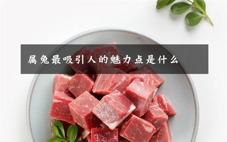 属兔最吸引人的魅力点是什么