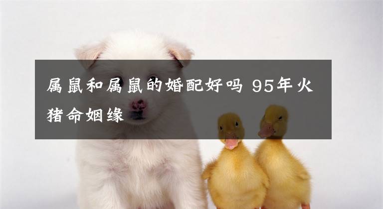 属鼠和属鼠的婚配好吗 95年火猪命姻缘