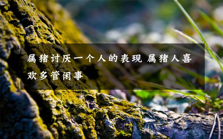 属猪讨厌一个人的表现 属猪人喜欢多管闲事