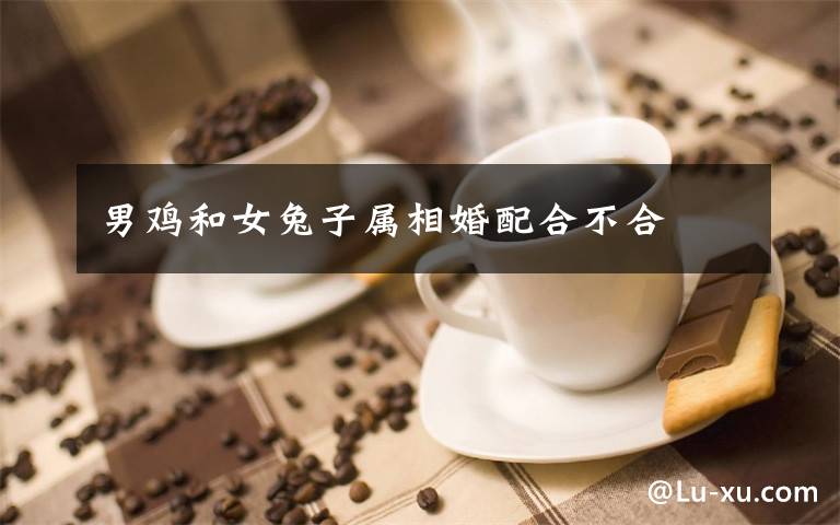 男鸡和女兔子属相婚配合不合