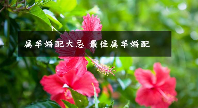 属羊婚配大忌 最佳属羊婚配