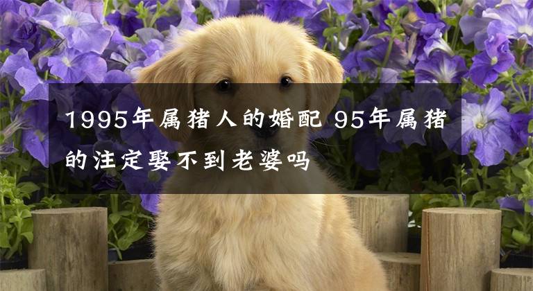 1995年属猪人的婚配 95年属猪的注定娶不到老婆吗
