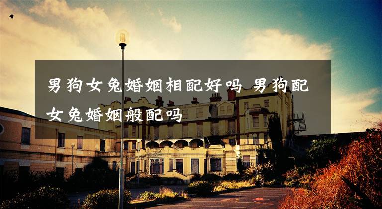 男狗女兔婚姻相配好吗 男狗配女兔婚姻般配吗
