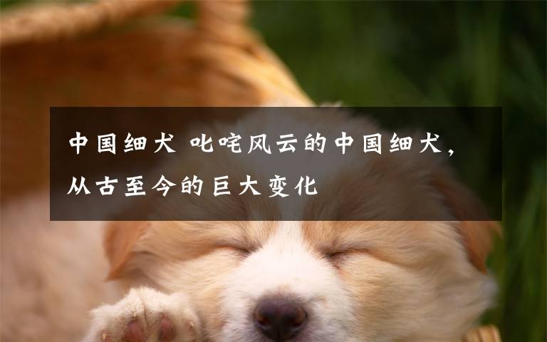 中国细犬 叱咤风云的中国细犬,从古至今的巨大变化