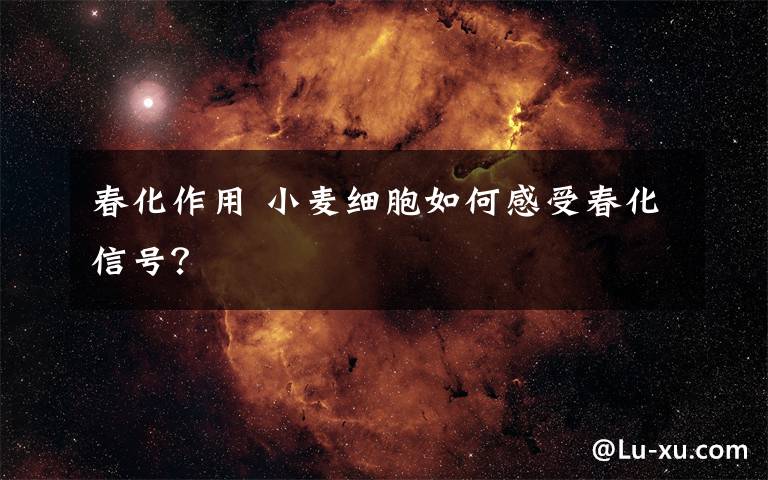 春化作用 小麦细胞如何感受春化信号?