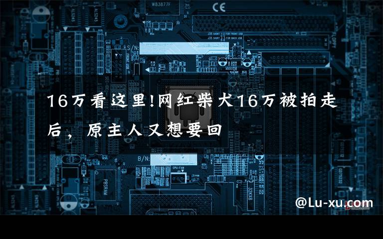 16万看这里!网红柴犬16万被拍走后,原主人又想要回