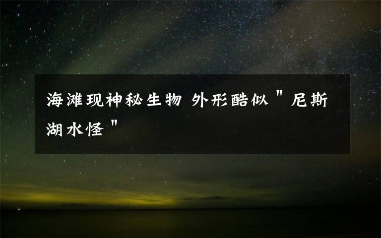 海滩现神秘生物 外形酷似"尼斯湖水怪"