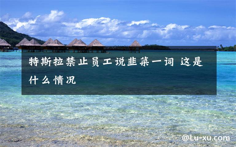 特斯拉禁止员工说韭菜一词 这是什么情况