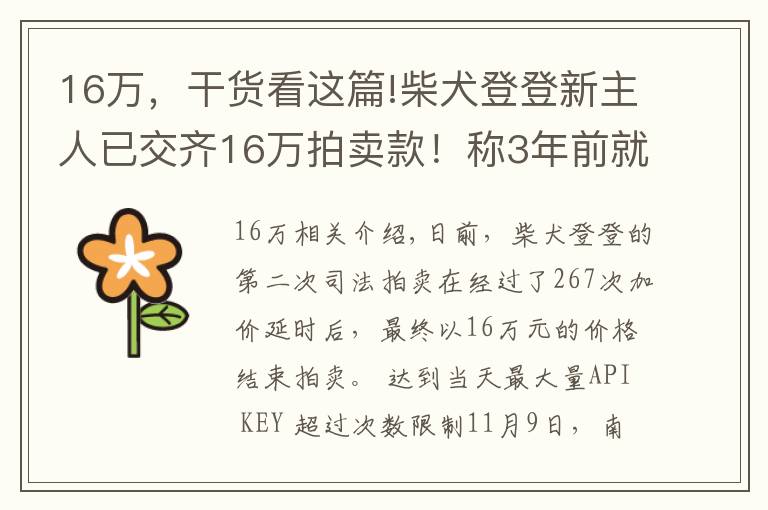 16万,干货看这篇!柴犬登登新主人已交齐16万拍卖款!称3年前就开始关注它