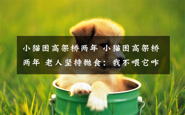 小猫困高架桥两年 小猫困高架桥两年 老人坚持抛食:我不喂它咋办?