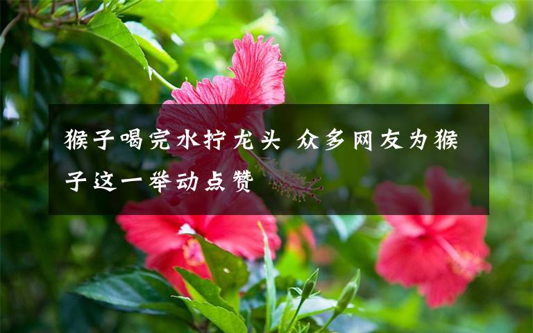 猴子喝完水拧龙头 众多网友为猴子这一举动点赞