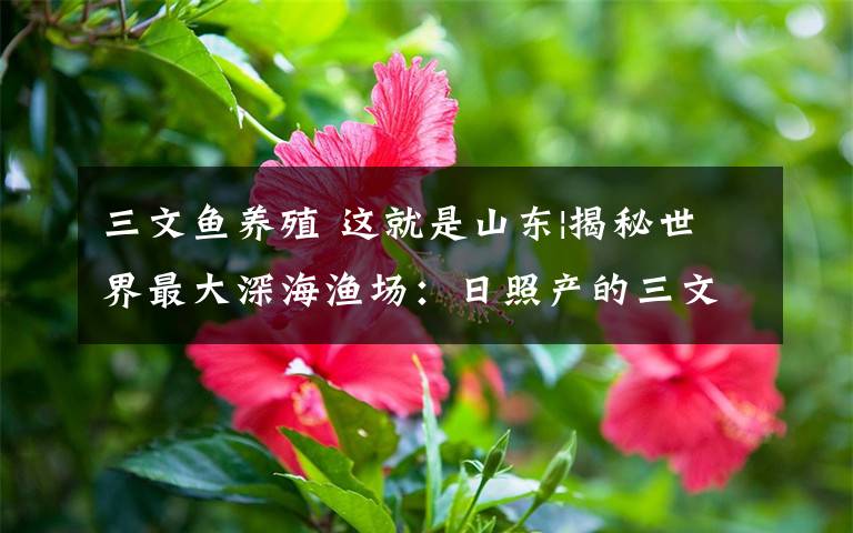 三文鱼养殖 这就是山东|揭秘世界最大深海渔场:日照产的三文鱼今年春节就上桌了