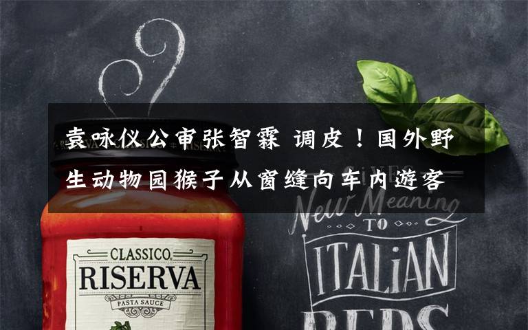 袁咏仪公审张智霖 调皮!国外野生动物园猴子从窗缝向车内游客撒尿