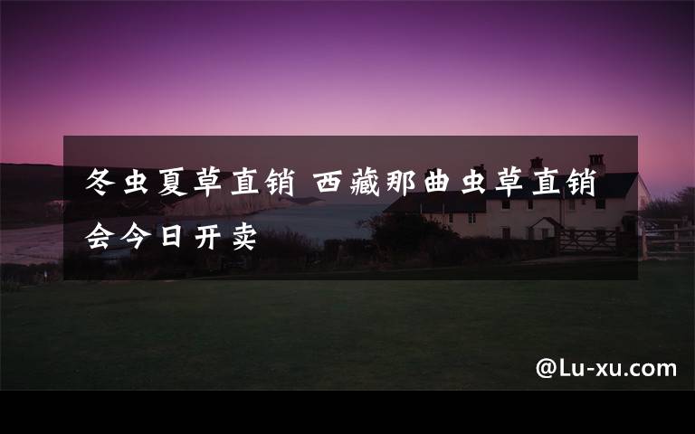 冬虫夏草直销 西藏那曲虫草直销会今日开卖