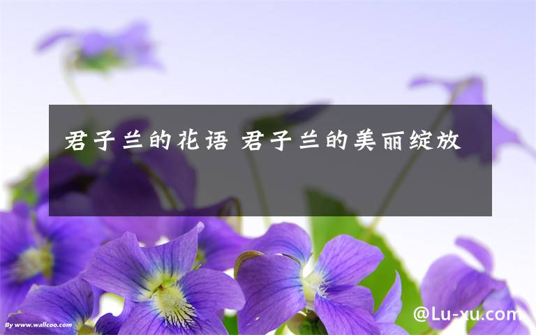 君子兰的花语 君子兰的美丽绽放