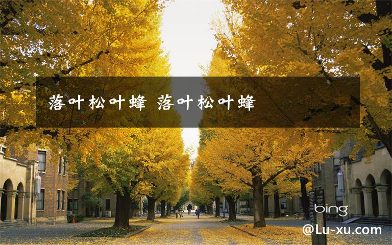 落叶松叶蜂 落叶松叶蜂