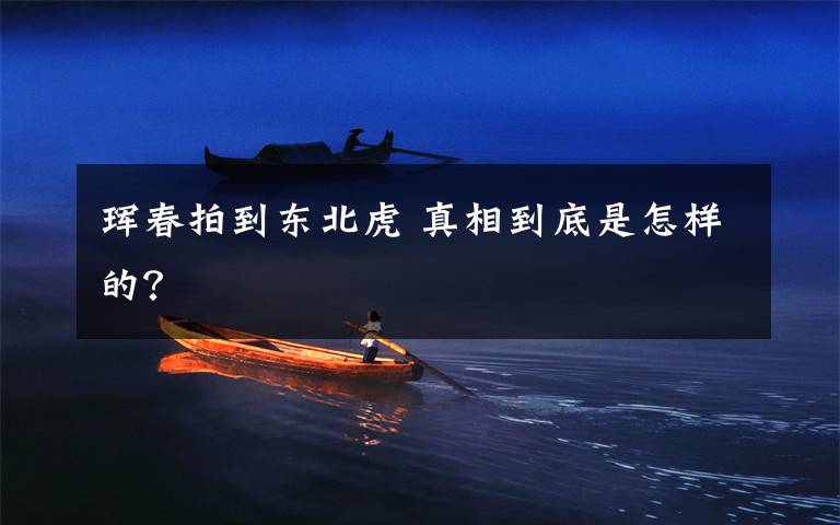 珲春拍到东北虎 真相到底是怎样的?