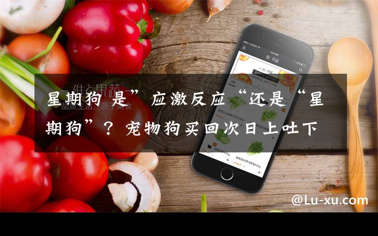 星期狗 是”应激反应“还是“星期狗”?宠物狗买回次日上吐下泻不止