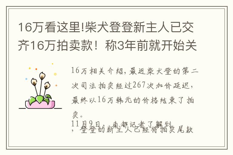 16万看这里!柴犬登登新主人已交齐16万拍卖款!称3年前就开始关注它